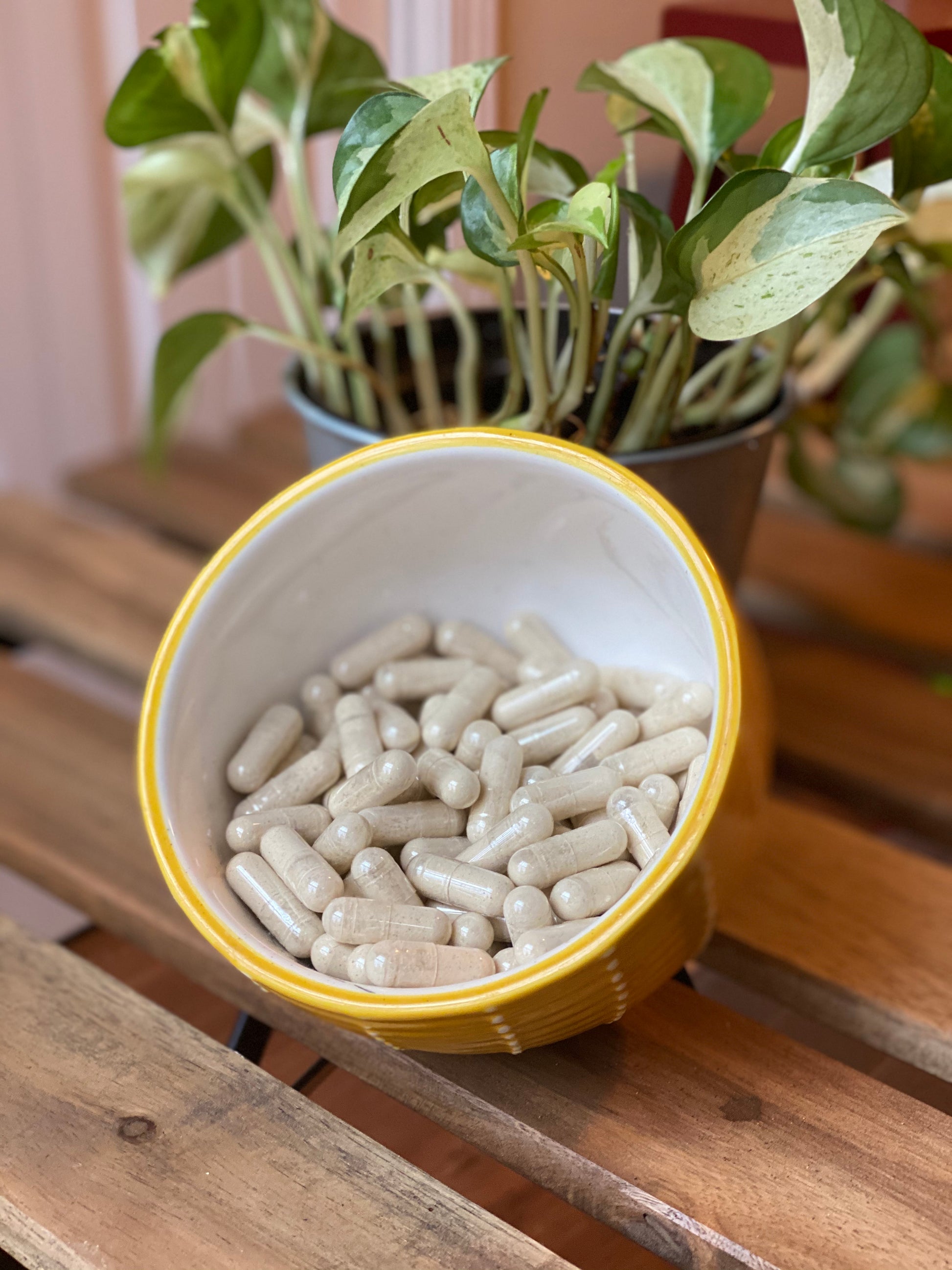 Tongkat Ali (Eurycoma longifolia: Long Jack) 735 mg Capsules - Juvie Wellness Co.